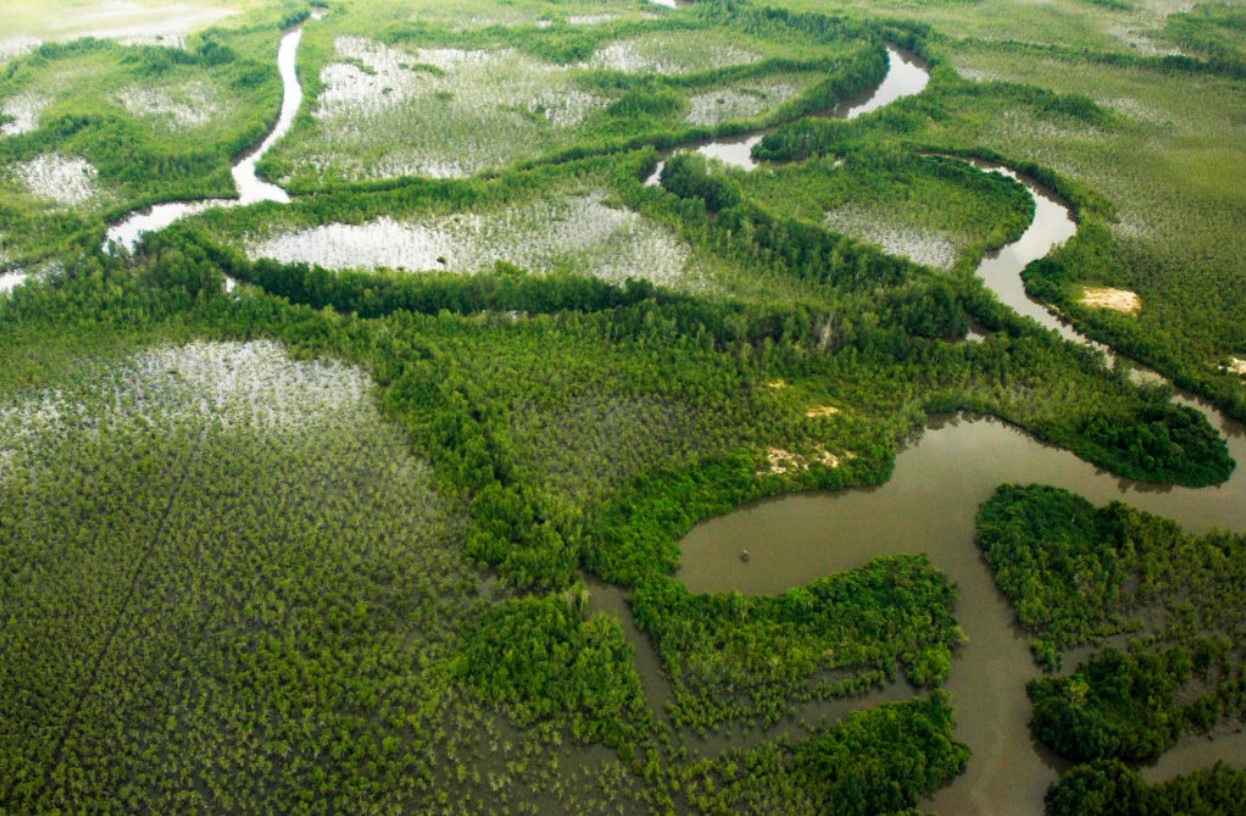 Aerial view of a giant mangrove forest in Southeast Asia