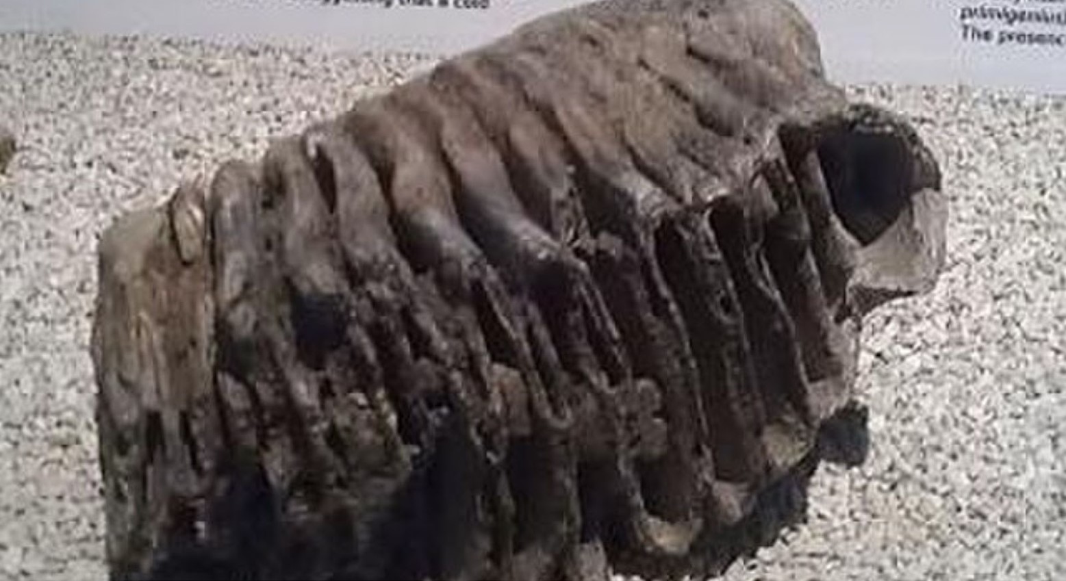 An example of a mammoth tooth. It is on a table and it is dark grey with various grooves and holes in it.