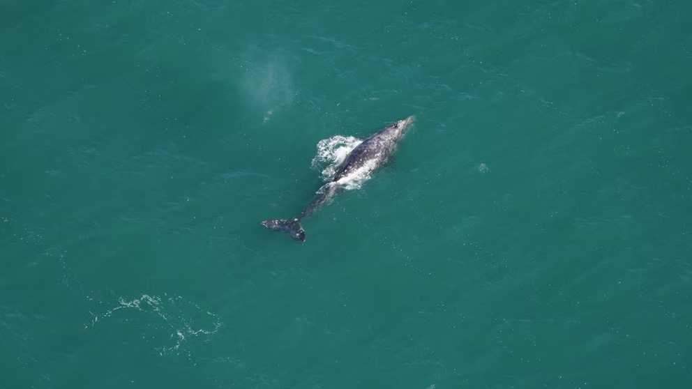 A gray whale swimming in the ocean off the coast Nantucket, Mass.