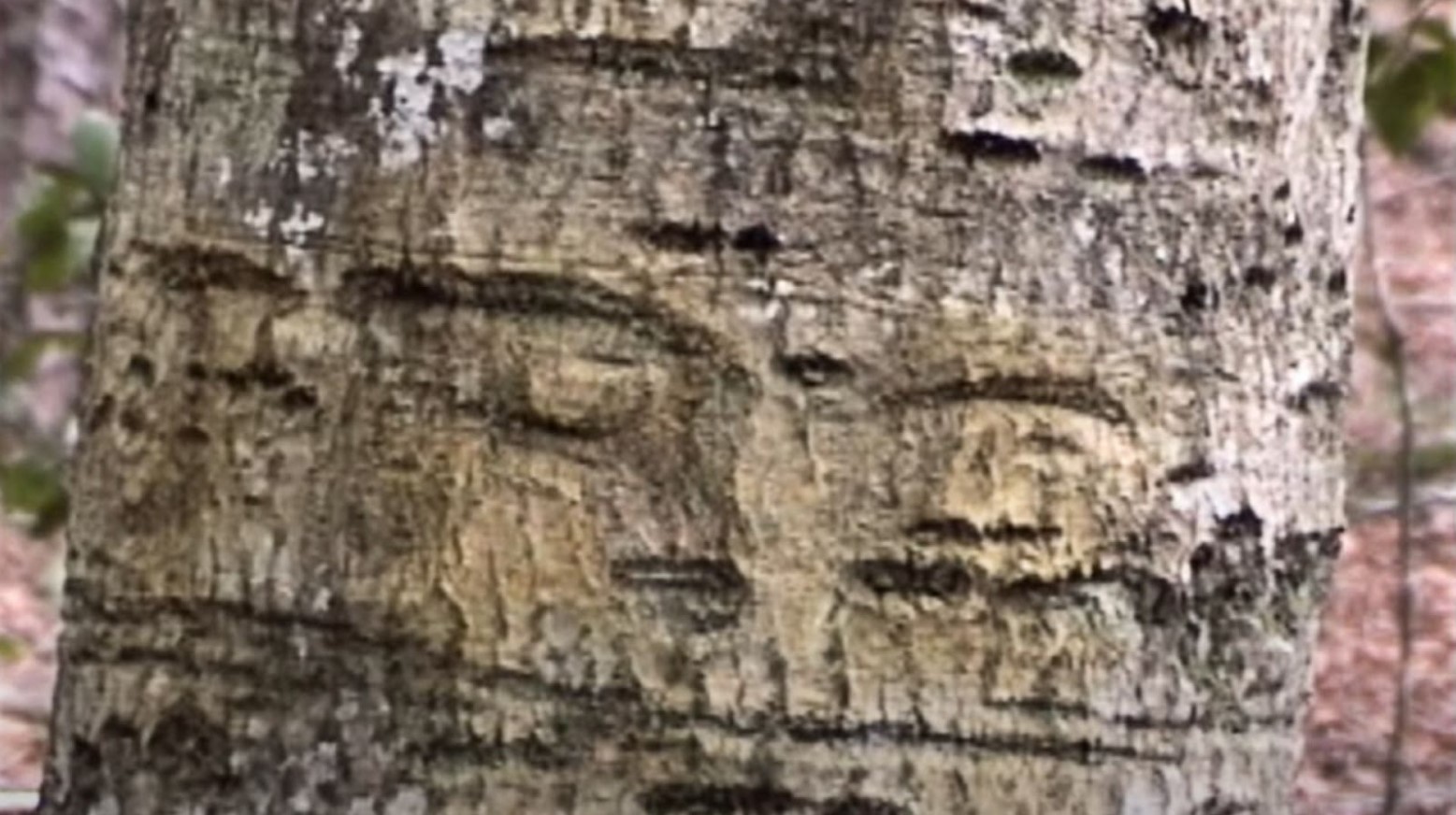 A tree with carvings on it that Jesse James is believed to have carved.