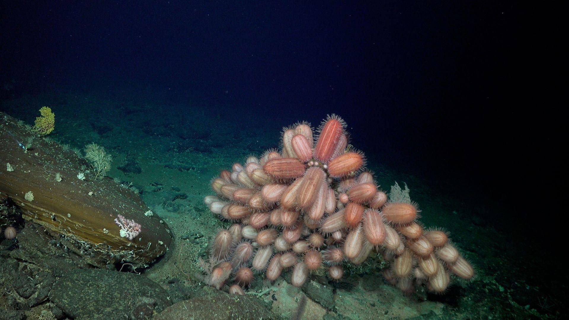 An underwater photograph captures a dense grouping of sea cucumbers with a pinkish-orange hue, anchored to the dark, sandy ocean floor