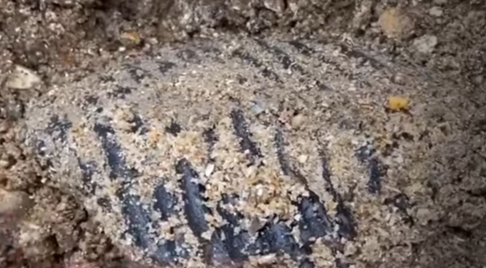 The mammoth tooth found on the beach in Essex. It is covered in sand but some parts of it can still be seen.