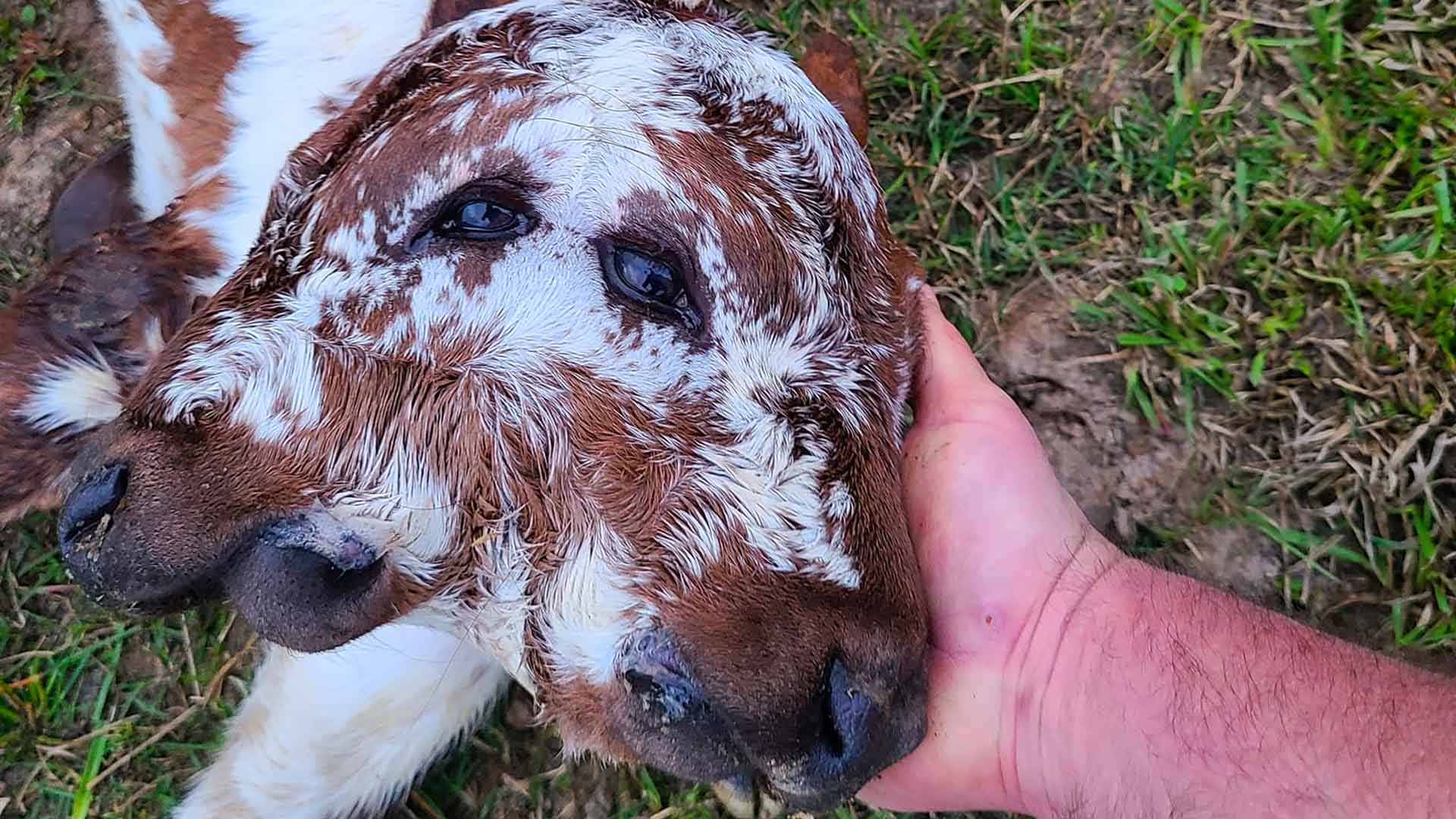 Deux Face The Rare 2-Faced Calf Born in Louisiana is Defying The Odds