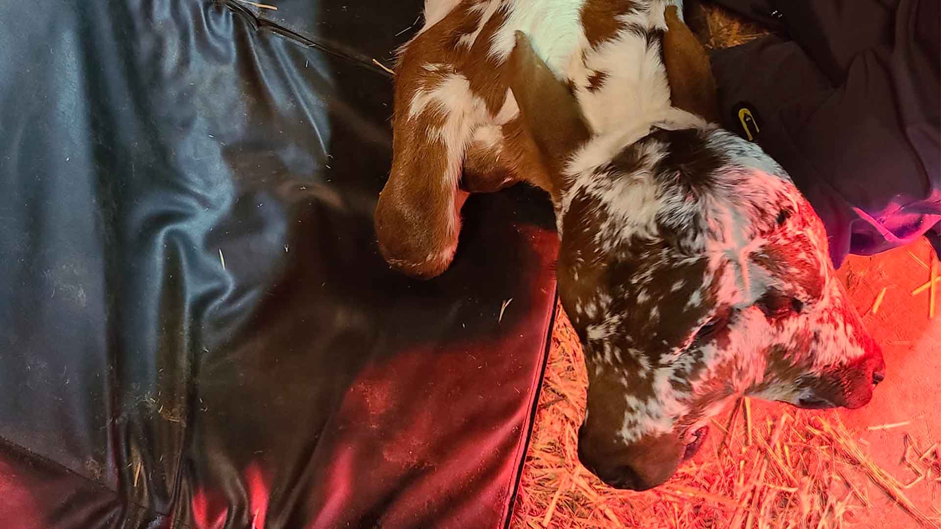 Deux Face The Rare 2-Faced Calf Born in Louisiana is Defying The Odds