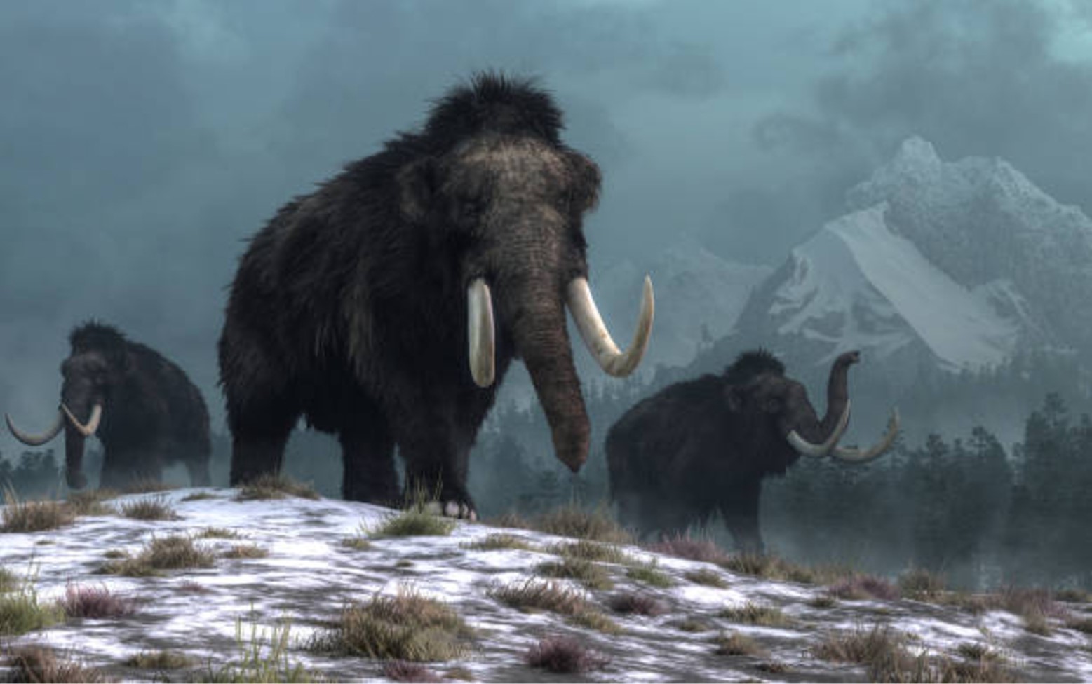 Illustration of woolly mammoths walking in the Arctic