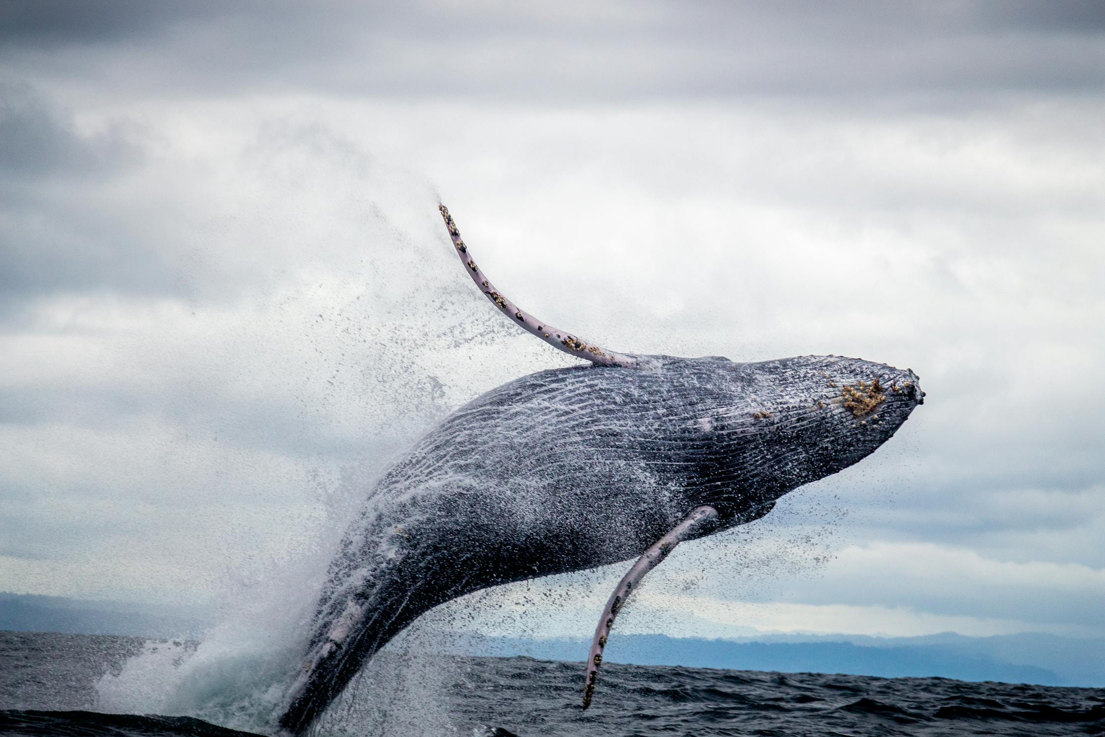 A whale jumping out of the ocean on a cloudy day