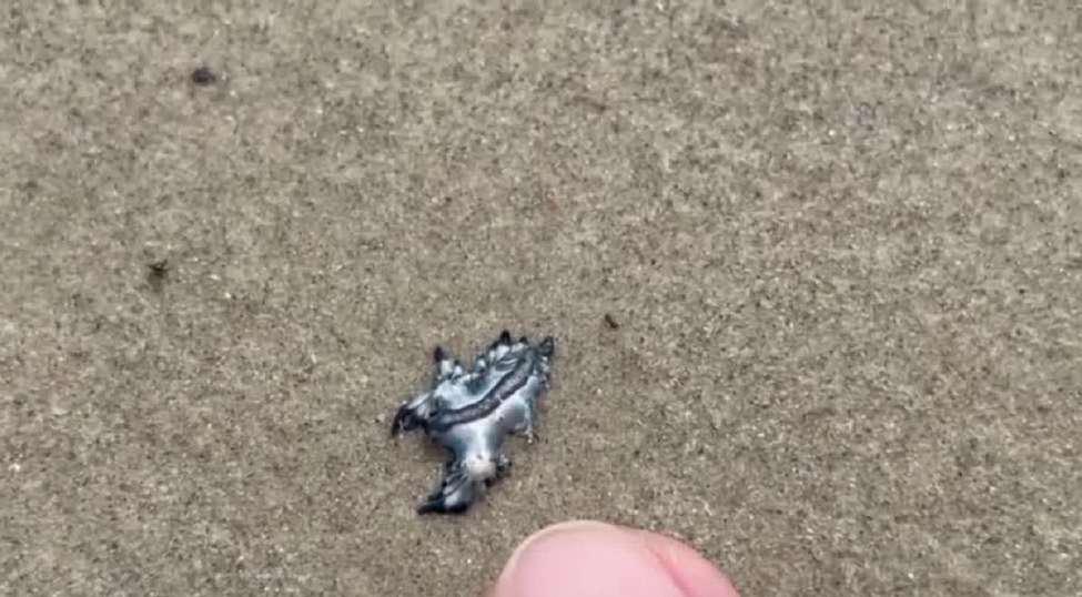 A finger is pointing to a tiny blue dragon lying on the beach