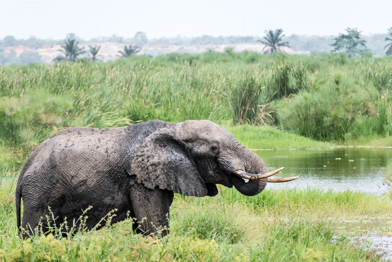 A large wild elephant in the Quicama National Park of Angola