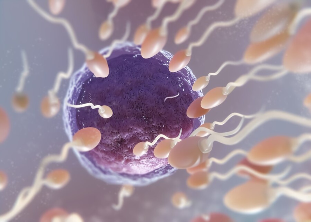 Digital illustration of an egg and sperm