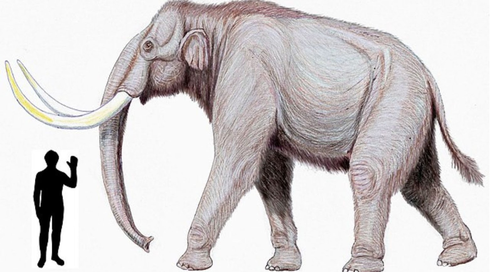 A drawing of a steppe mammoth in comparison to a human. The human goes up to the mammoth’s knee.