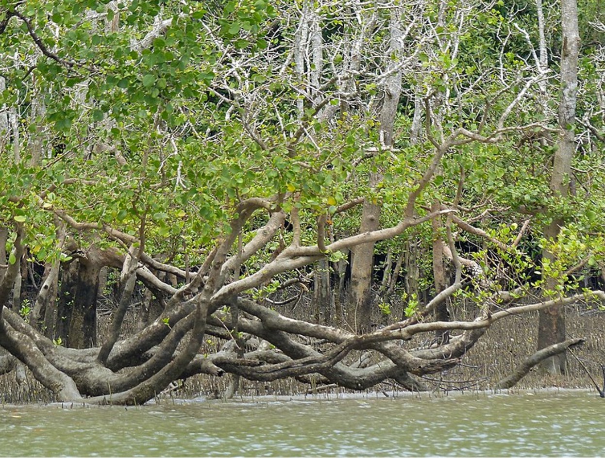 Mangrove (Sonneratia sp.) in the Batang Salak Estuary North of Kuching, Sarawak, Malaysia