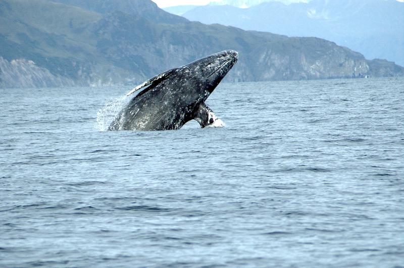 A gray whale coming out of the ocean during the day with a mountain behind it