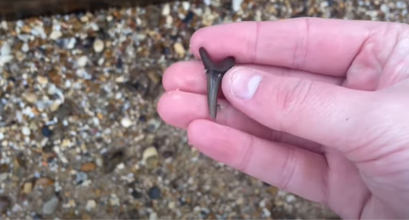 A man on an Essex beach holding a shark's tooth that was found on the beach. The tooth is dark grey.