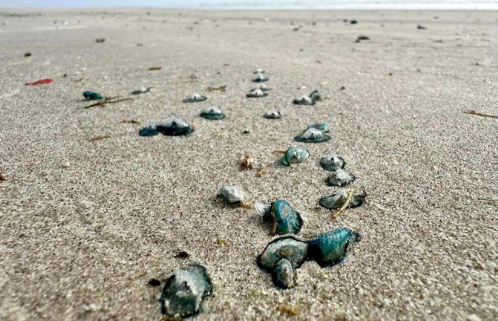 Dead blue dragons litter the beach in Texas