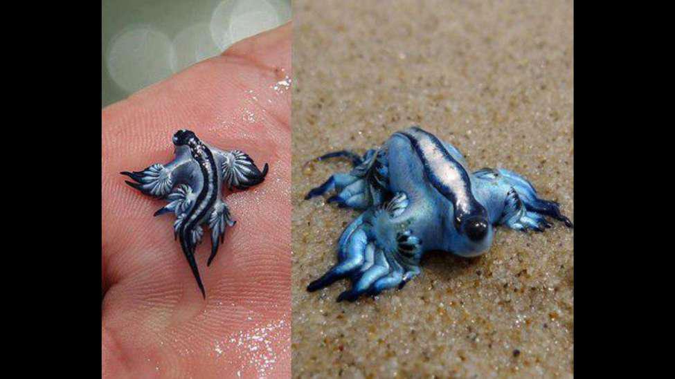 Tiny blue dragon in someone’s palm/Close-up of a blue dragon on the sand