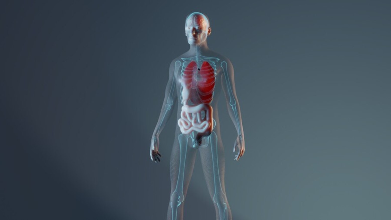 Digital illustration of the internal organs and skeleton of a human being