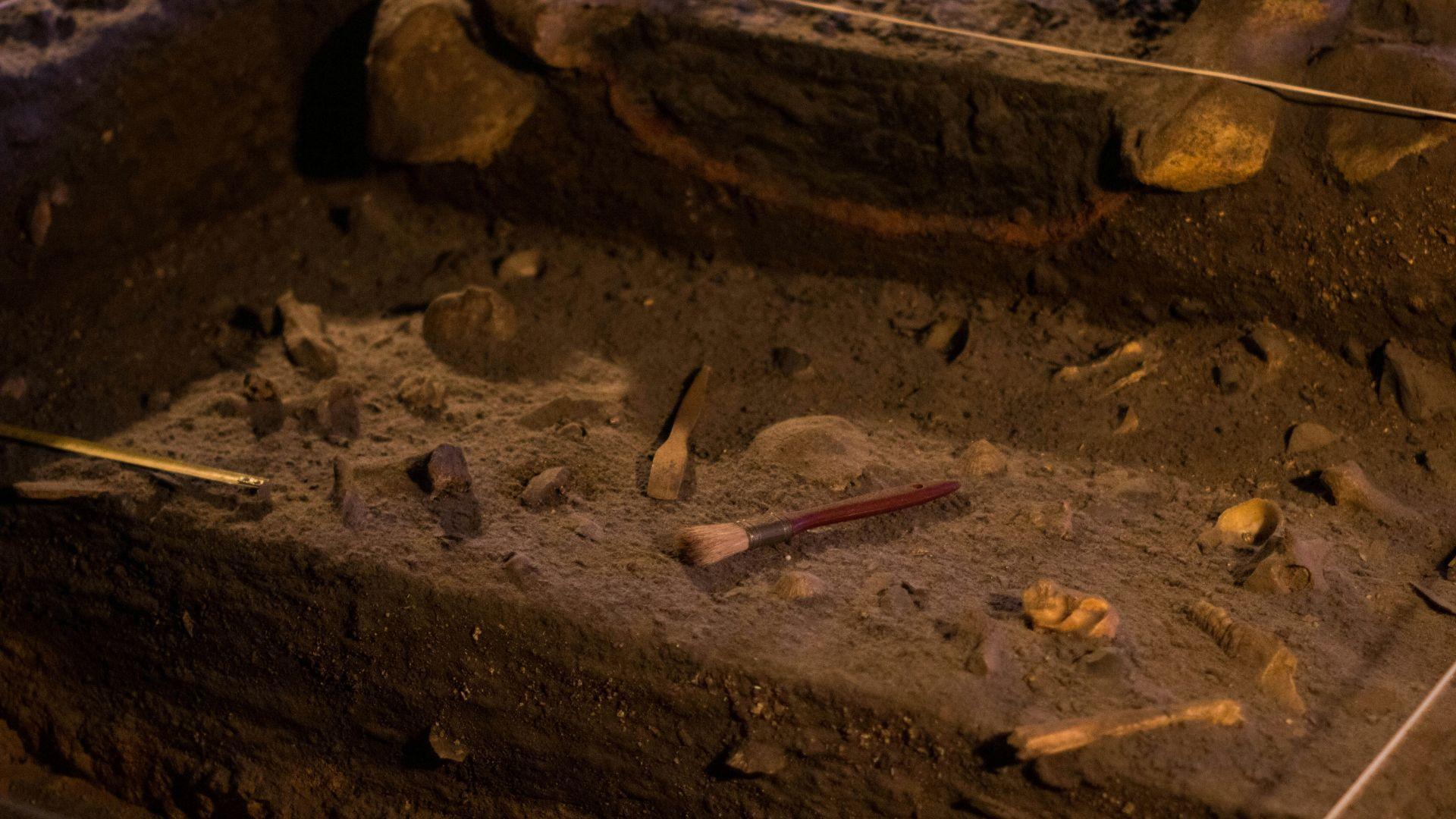 A close-up view of an archeological dig, with tools on the dirt beside dug-up bones.