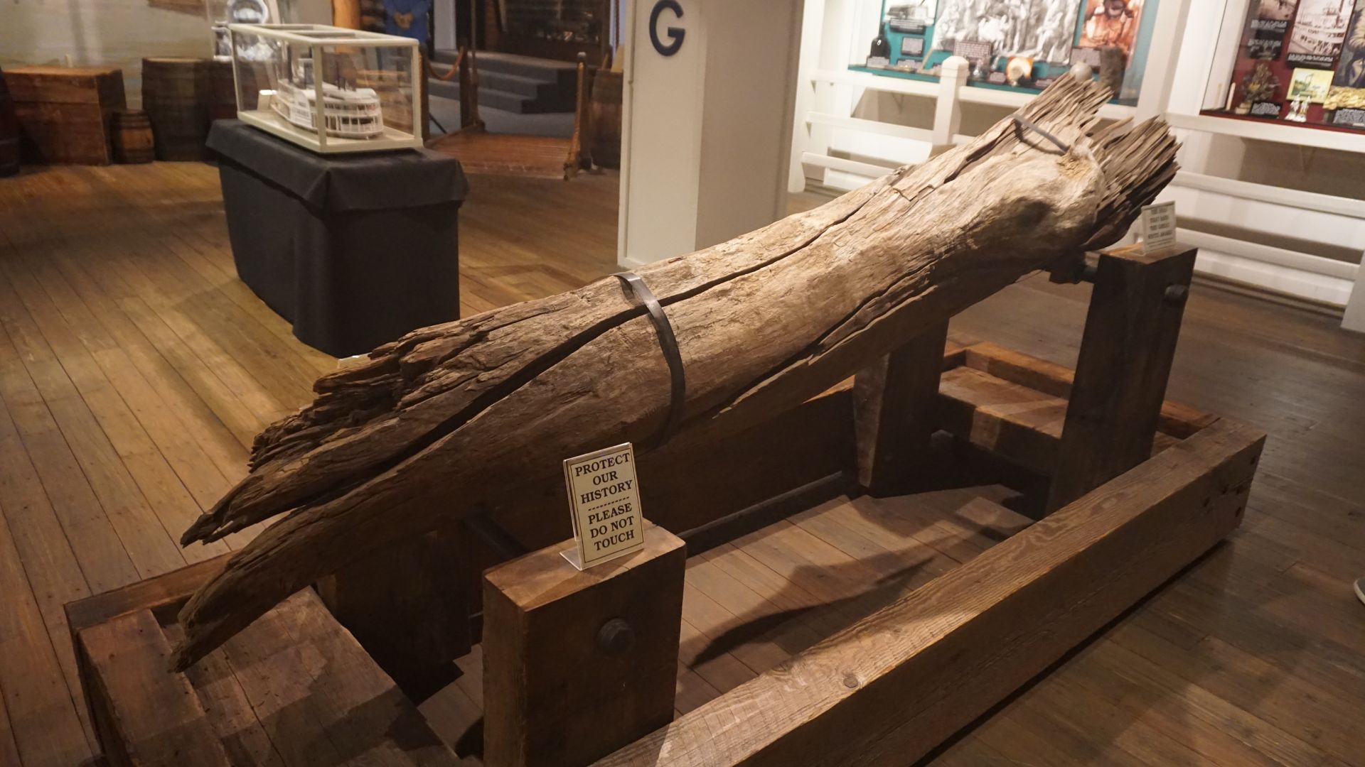 The tree trunk that snagged the Arabia and ultimately sunk in, as seen in a museum.