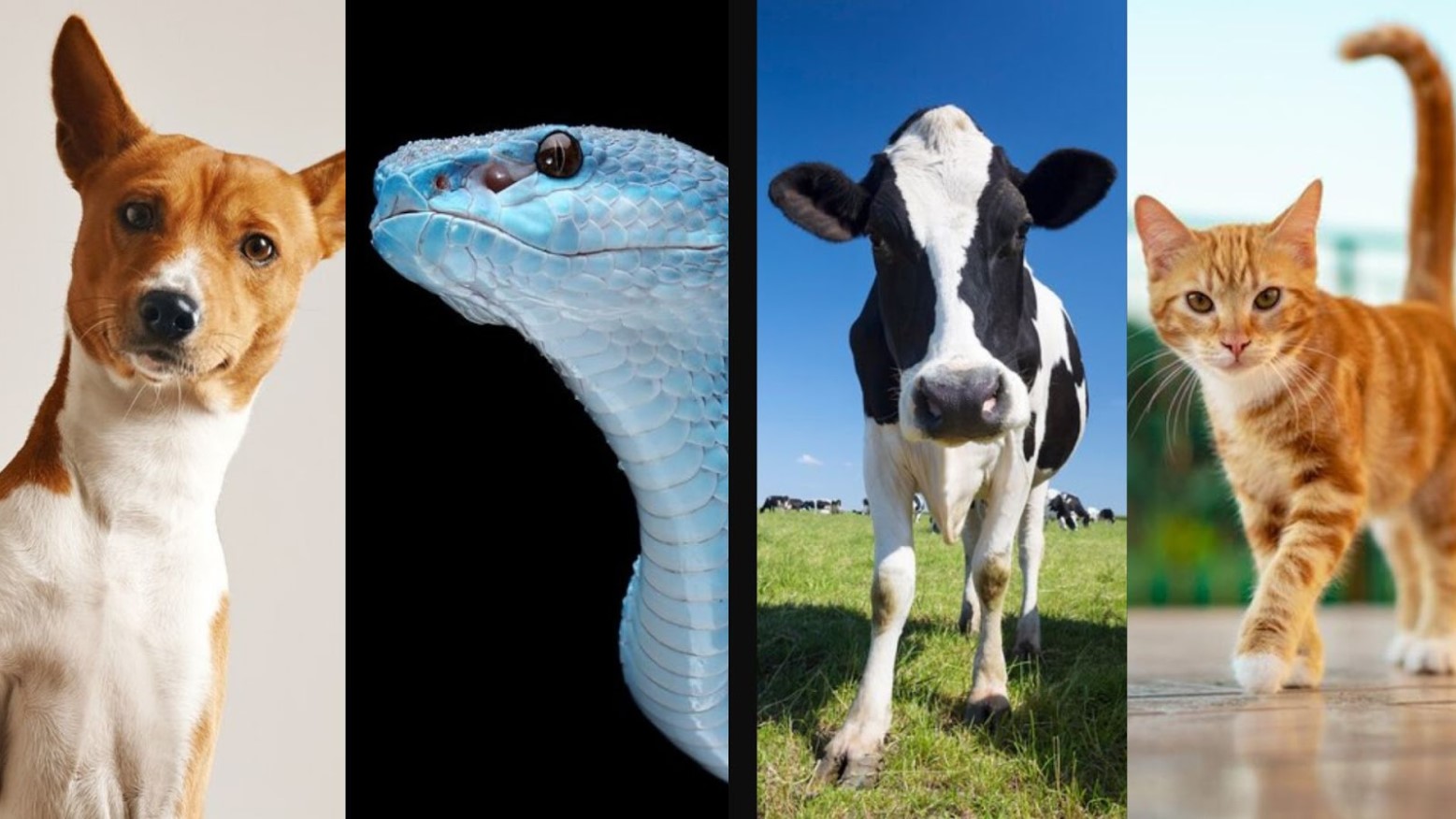 A dog, snake, cow, and cat, all looking at the camera