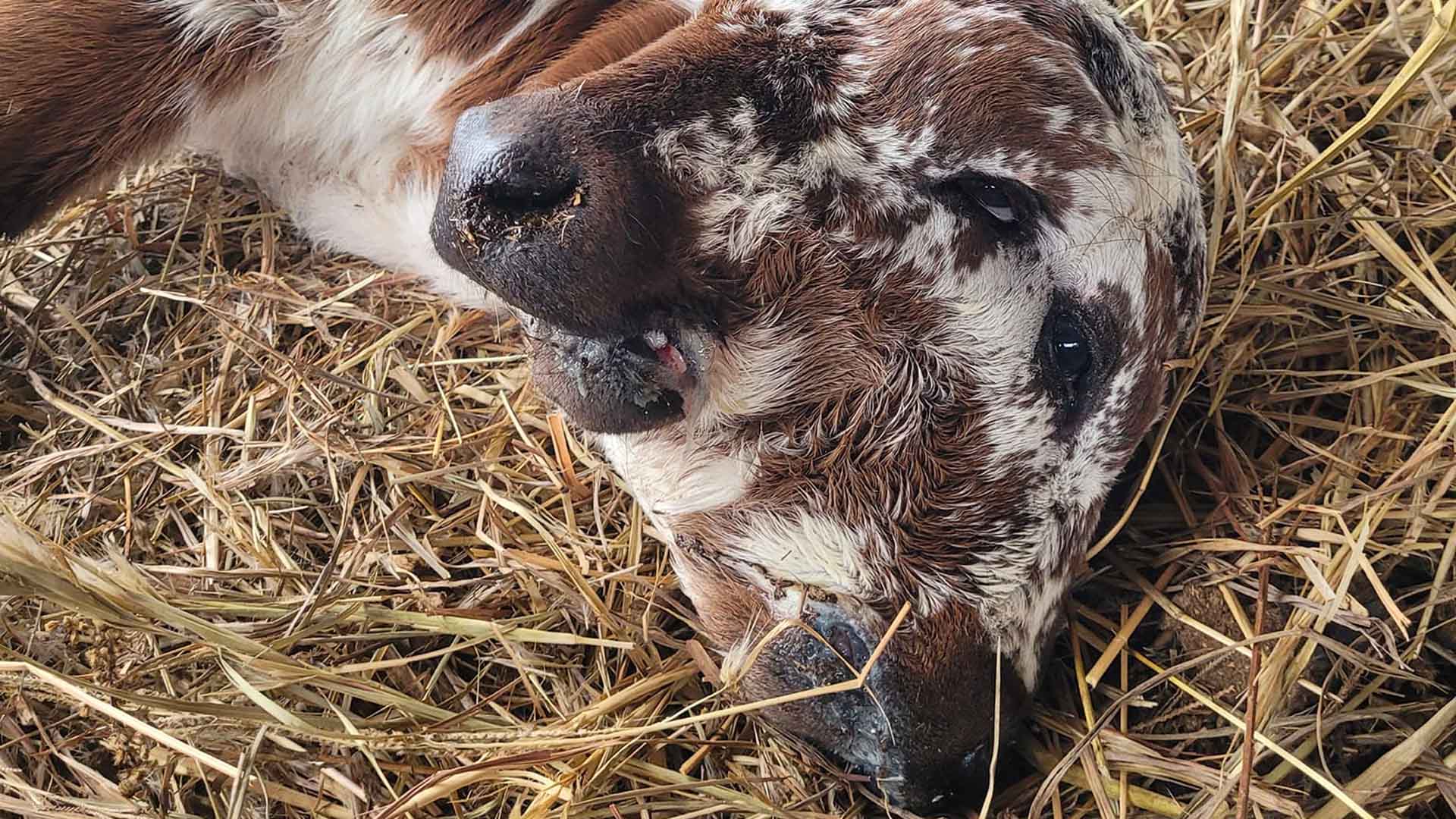 Deux Face The Rare 2-Faced Calf Born in Louisiana is Defying The Odds