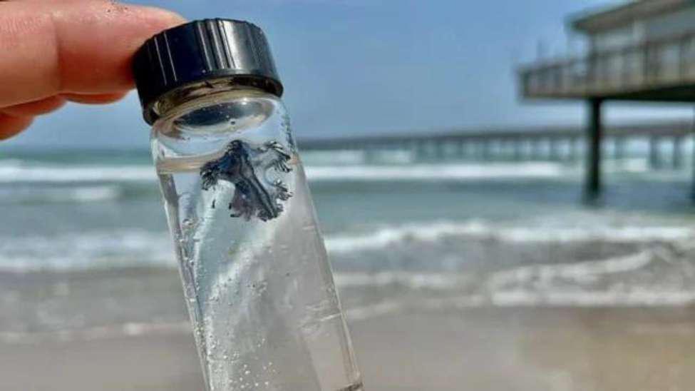 Person holding a tiny glass vial with a blue dragon inside at the beach