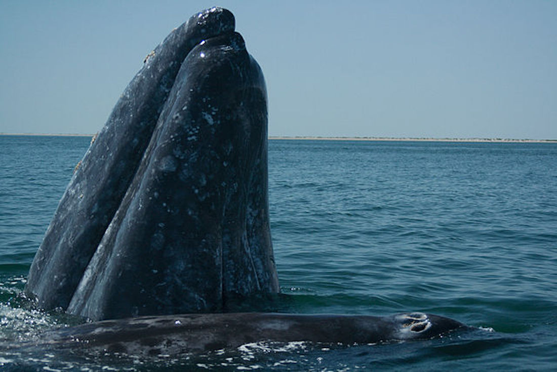 A close-up image of a gray whale emerging out of the ocean during the day