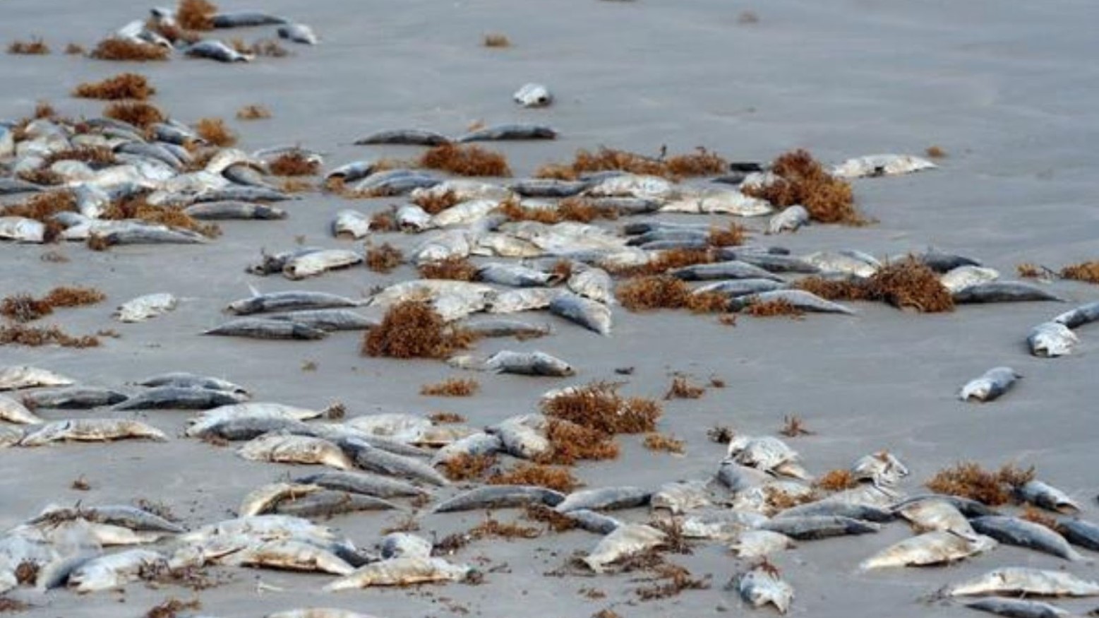 Dozens of dead fish washed up on the beach