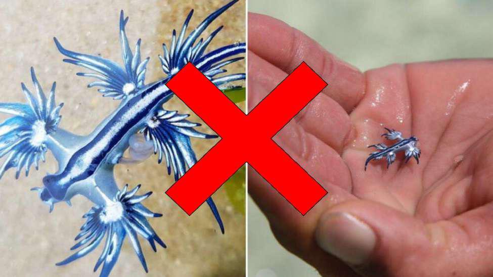 Blue dragon and a hand holding a blue dragon with a large red “X” in the middle