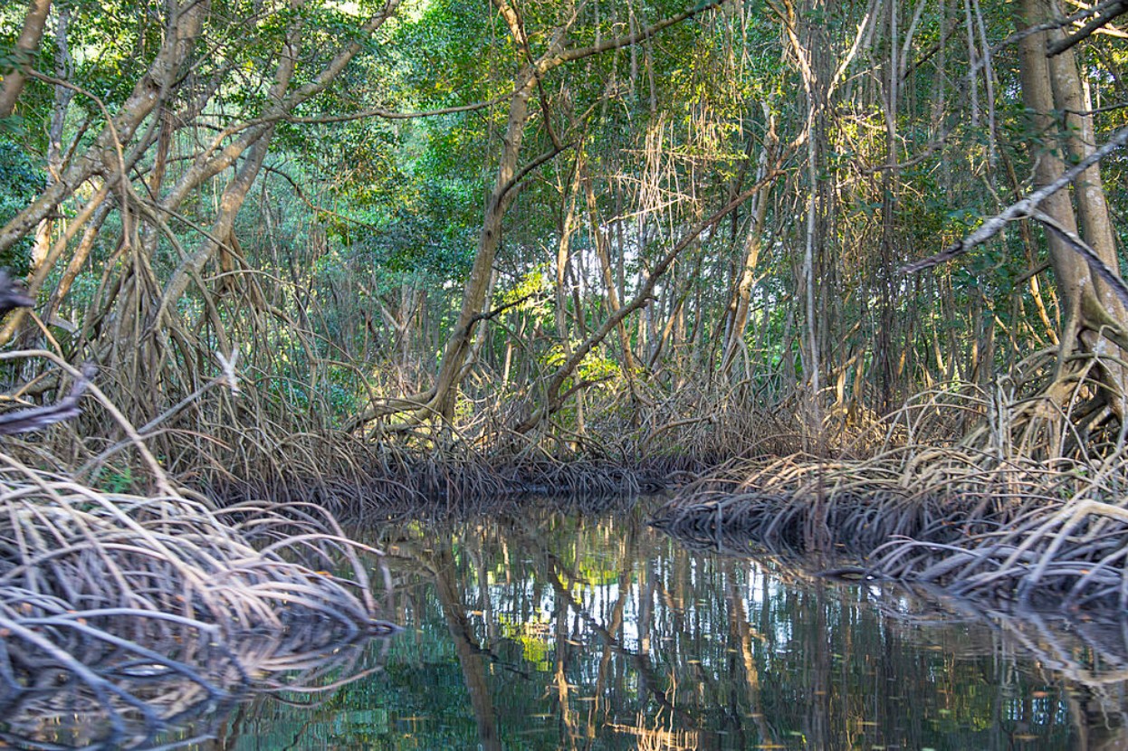 View from a boat within a large mangrove forest