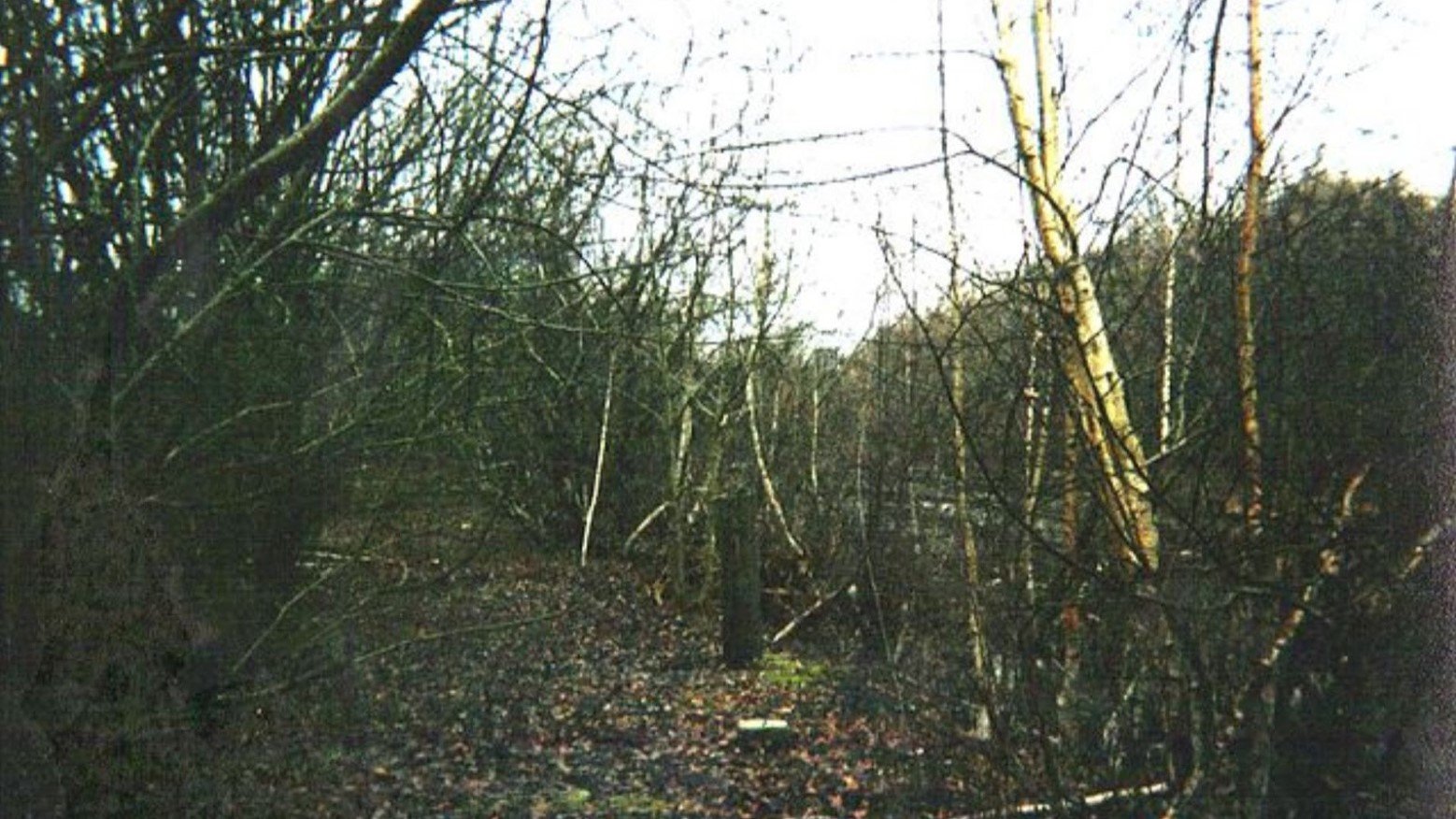 This is an abandoned forest in Dudleytown, Connecticut. There are bare trees with leaves on the floor, and it is where the old station used to be.