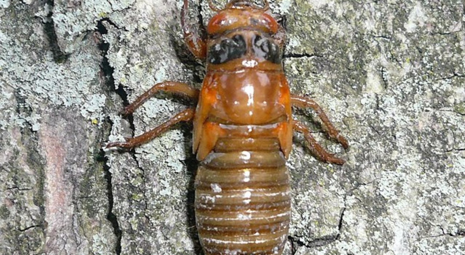 A zoomed-in image of cicadas from brood XIII. The cicadas are against some bark and are light brown and orange.