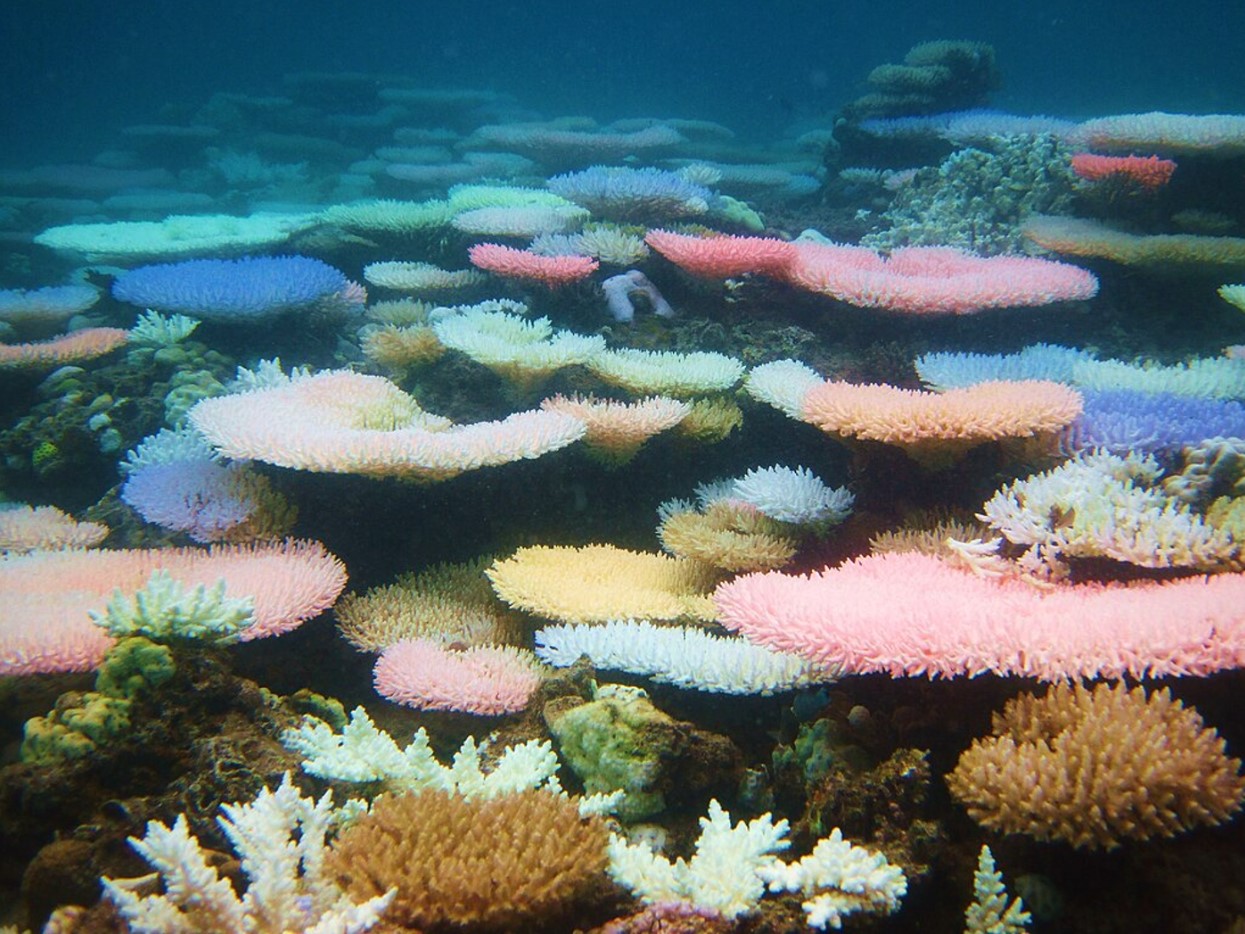 A colorful bleaching event photographed in Palawan, Philippines, in 2010