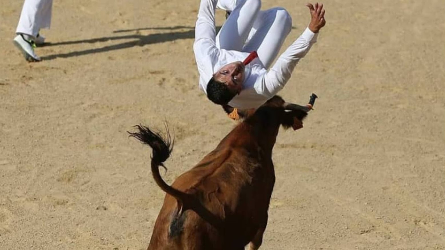 An image of la course landaise. There is a bull running on sand and a man in a white outfit is jumping over him.