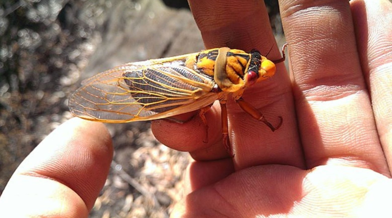 A person holding a cicadas in their hand. The cicadas have orange and black bodies, red eyes, and orange wings.
