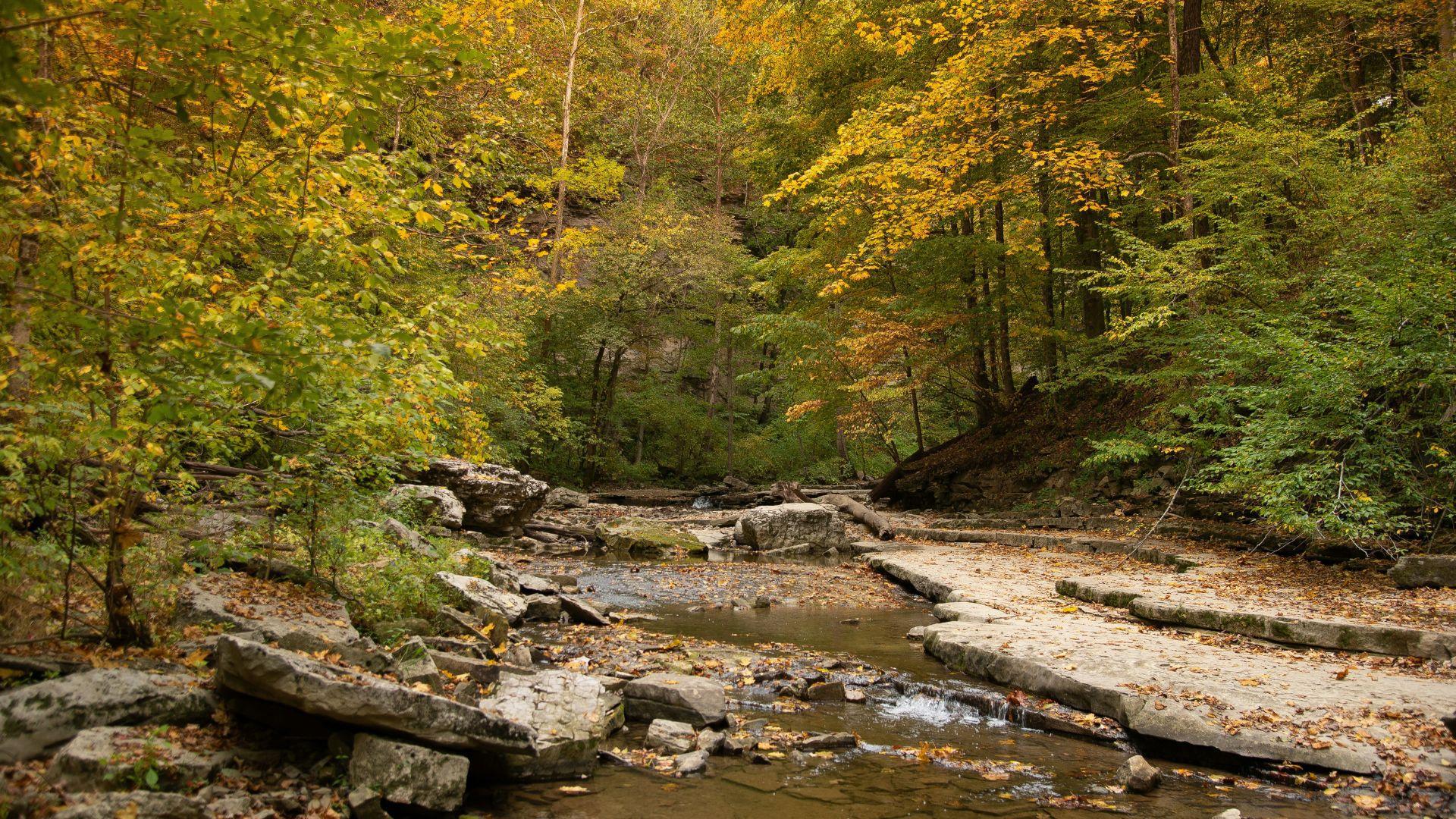 A stream seen in the middle of trees in Indiana.