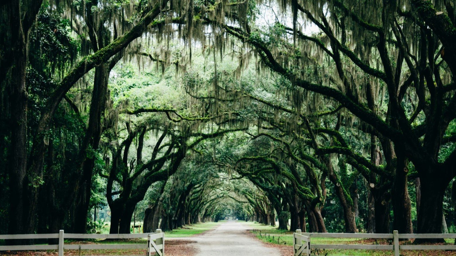 A tree archway over a walking path seen in Savannah, Georgia.