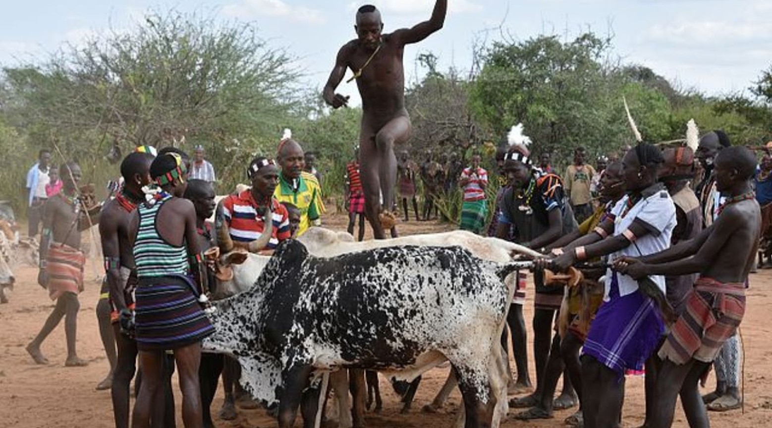 A man jumping over two bulls. There are other people on either side of the bulls holding on to their tails and heads. Behind the man, there is a crowd of people cheering him on.
