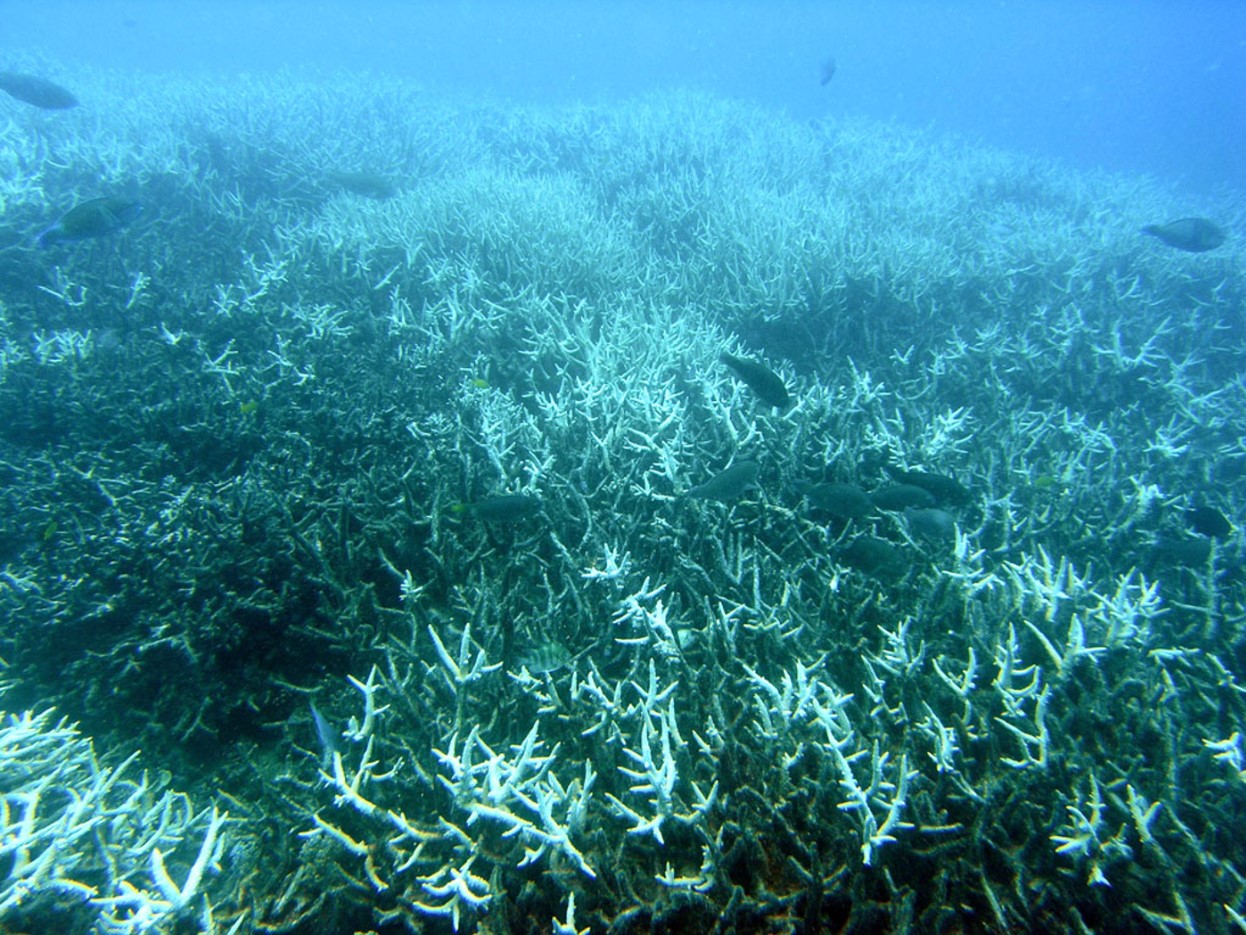 Bleached branching coral (Acropora sp.) at Heron Island, Great Barrier Reef