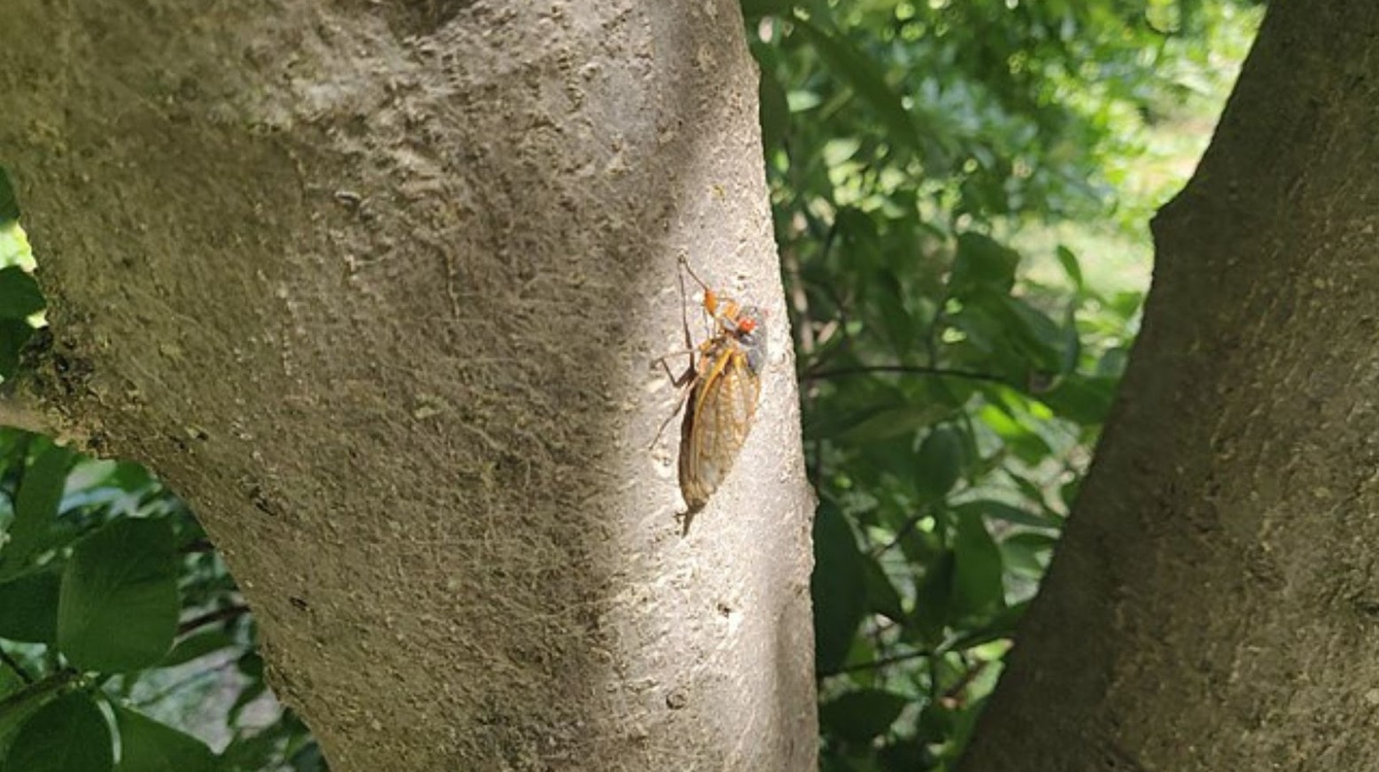 A cicada on a small true. The cicadas are light brown and have red eyes.