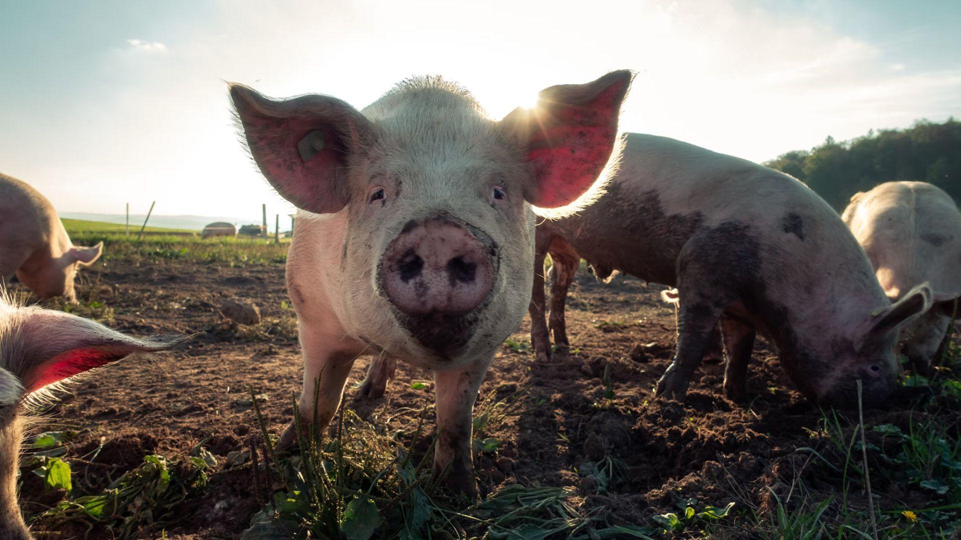 An image of some pigs roaming around in muck. One of them is looking directly into the camera.