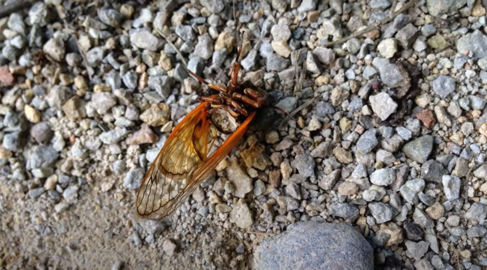 A cicadas with massospora cicadina. The cicadas is lying on its back, with orange and brown wings, among some small grey stones.