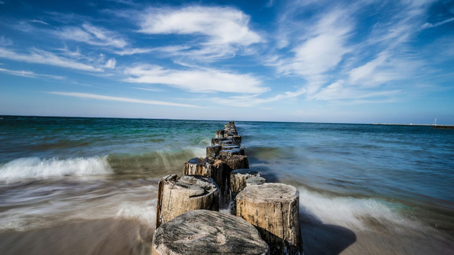 A close-up on tree stumps stuck in the Baltic Sea.
