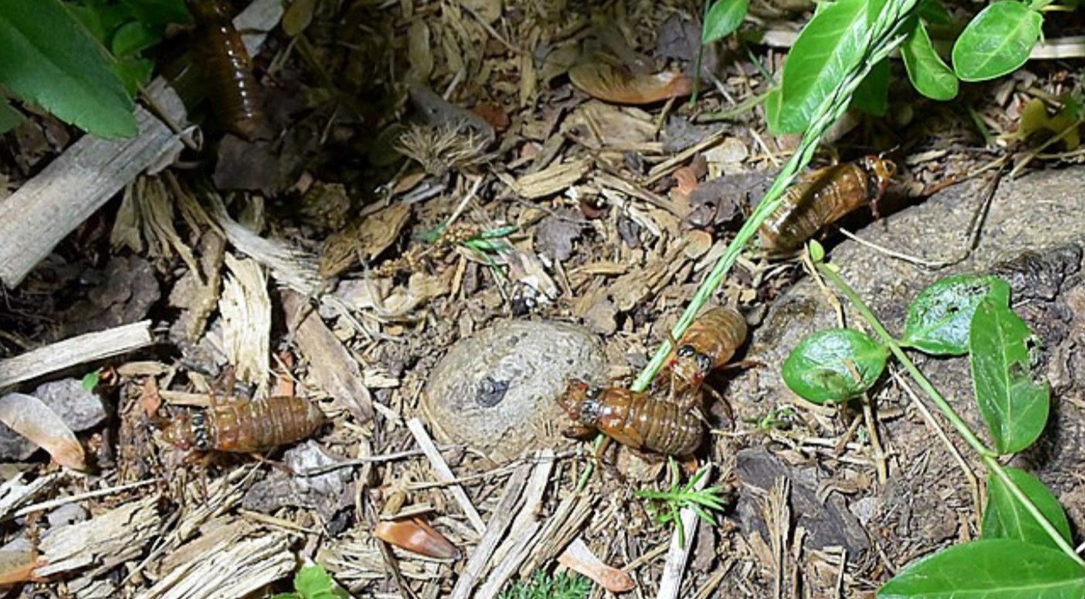 A group of cicadas in the soil. They are light brown in color and are surrounded by soil and green leaves.