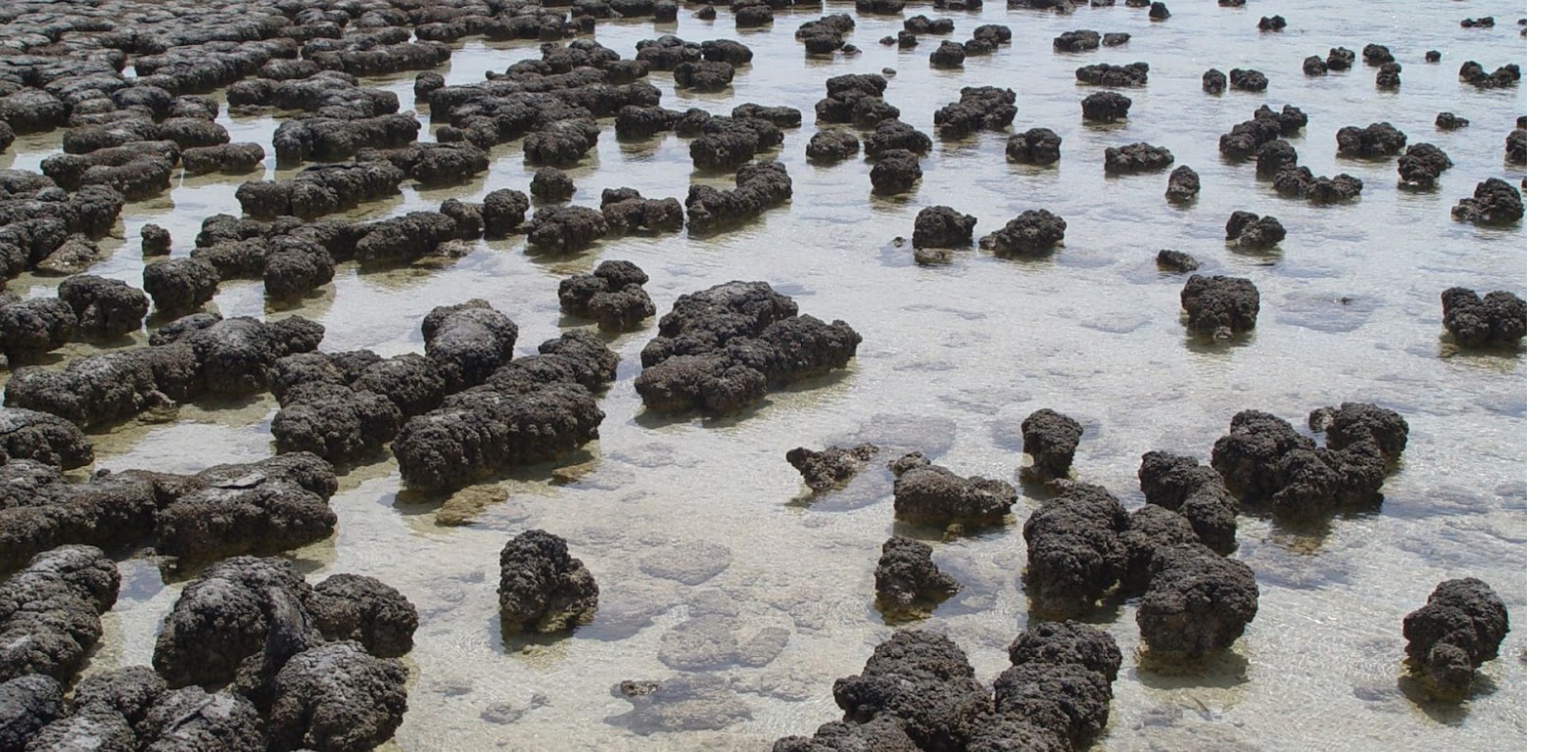 Stromatolites seen in the daytime in water in Shark Bay, Australia.