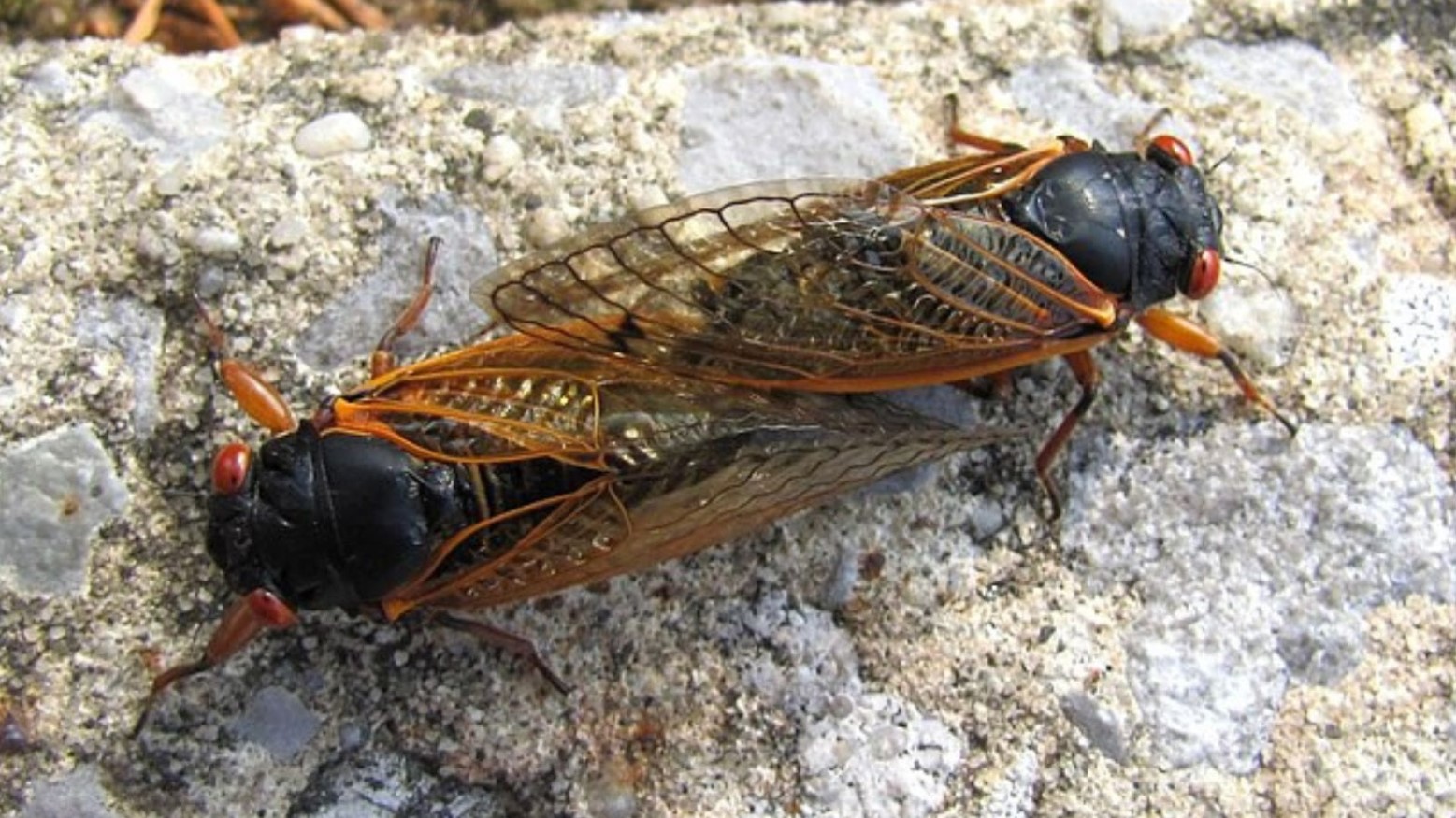 Cicadas from brood XIX. They have a black body, red eyes, and orange wings.