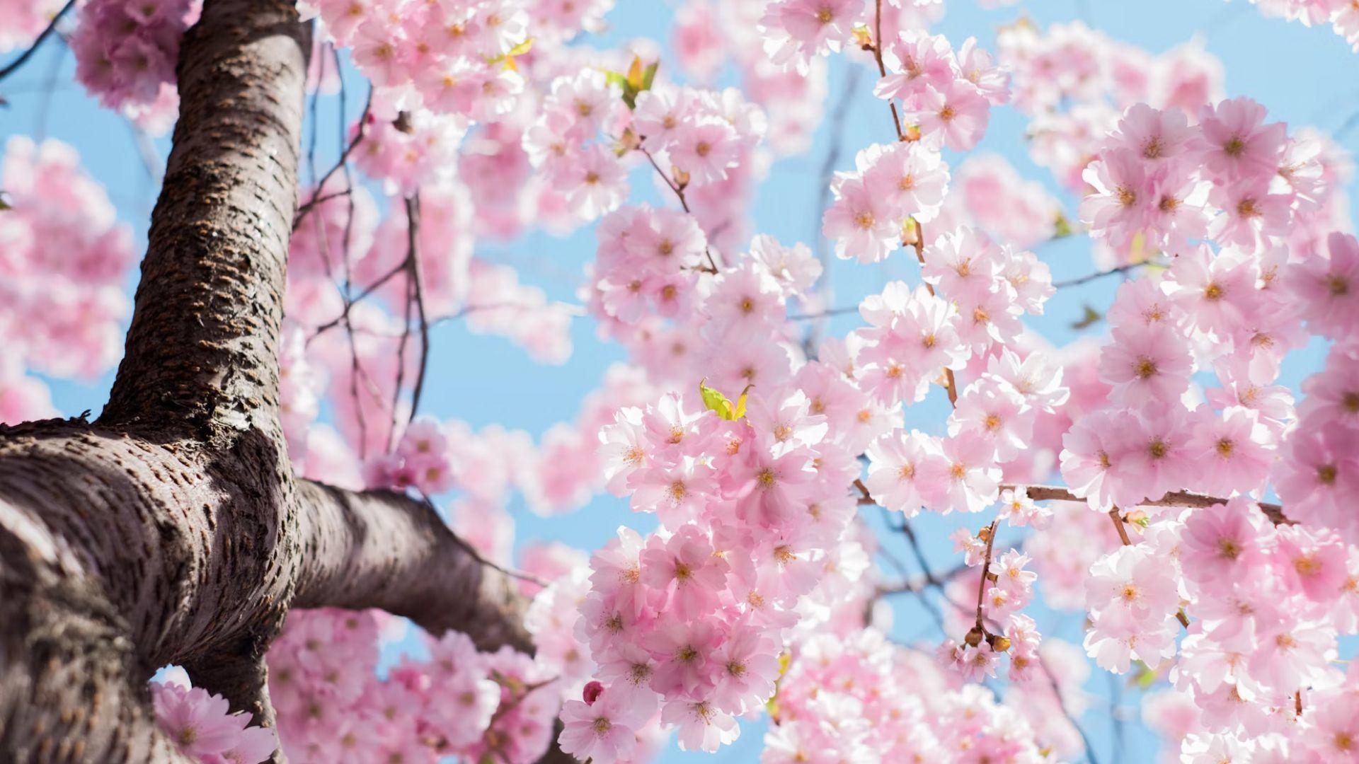 Cherry blossom on a tree coming out in spring.