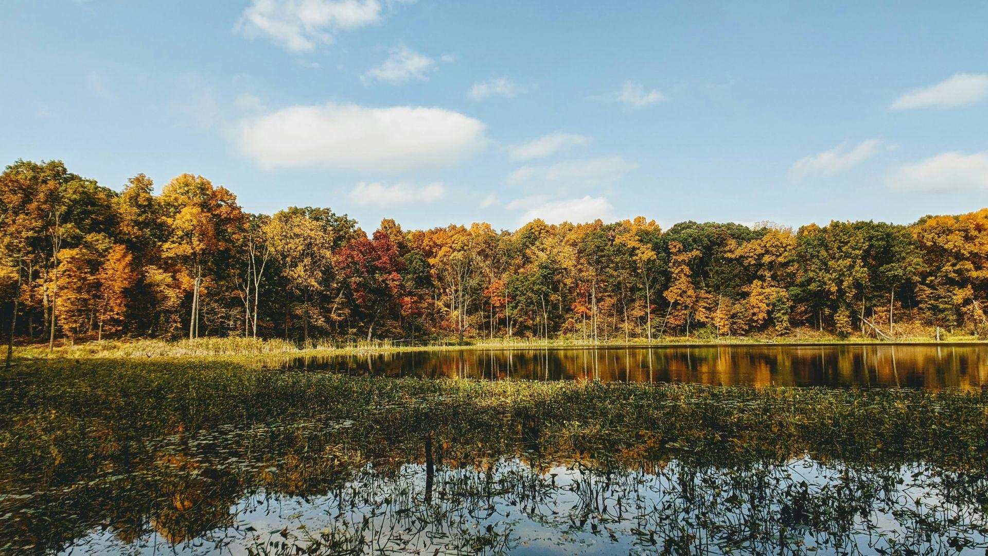 A body of water seen by trees in the autumn daytime in Indiana.