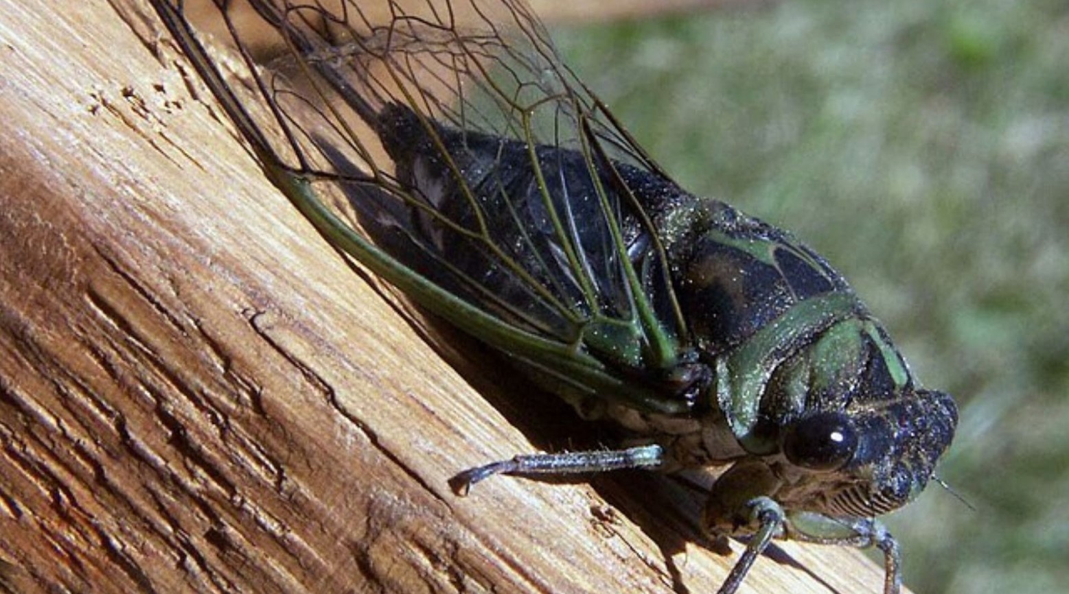 A black and green cicada on a tree branch.