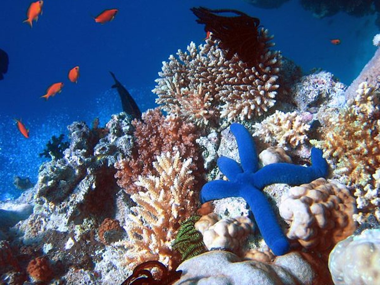 Photograph of coral reef and its marine life, including a blue starfish and several small orange fish