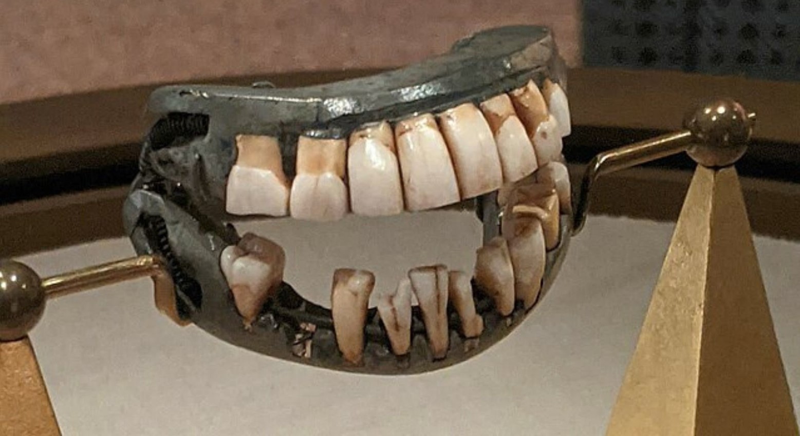 George Washington’s dentures on display in a museum. They are inside a metal jaw.
